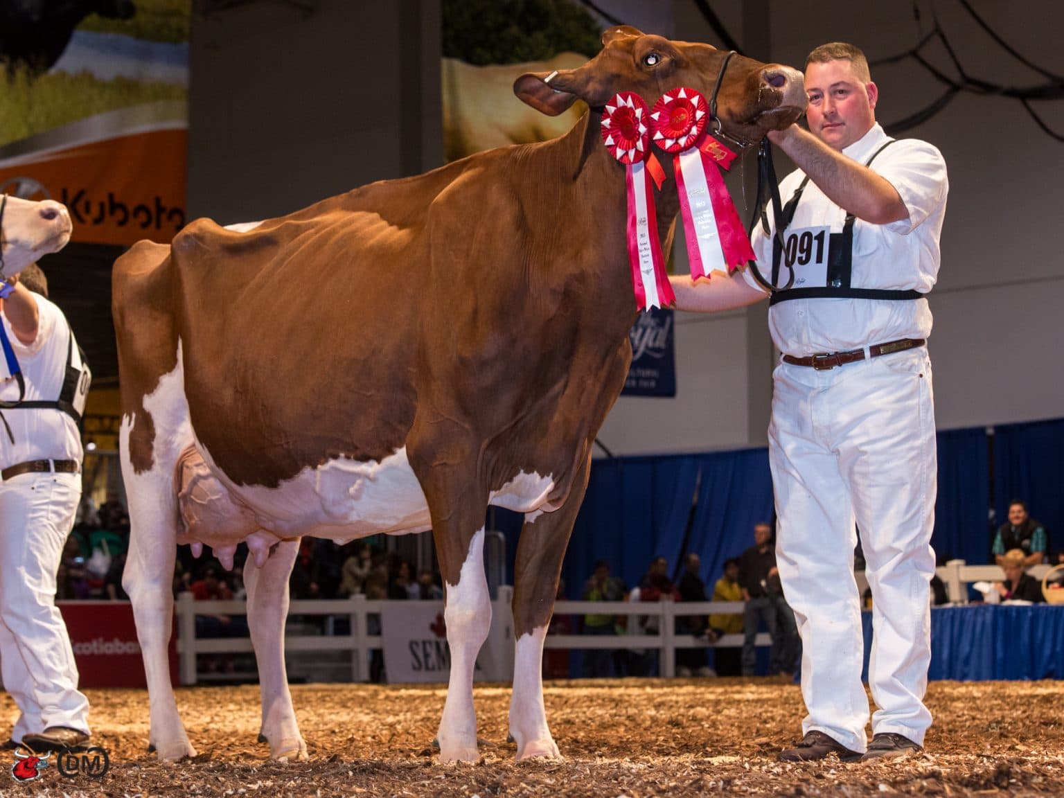 Hoogerhorst DG OH Rubels-red x Baarlinger Brandelyn Red VG-87-NL
